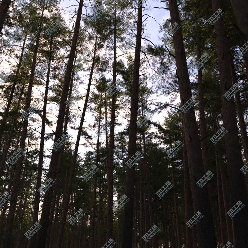images/goods_img/2021040234/3D model Pinus Sylvestris Pack 01/3.jpg